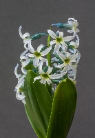 Hyacinthus orientalis subsp chionophylla